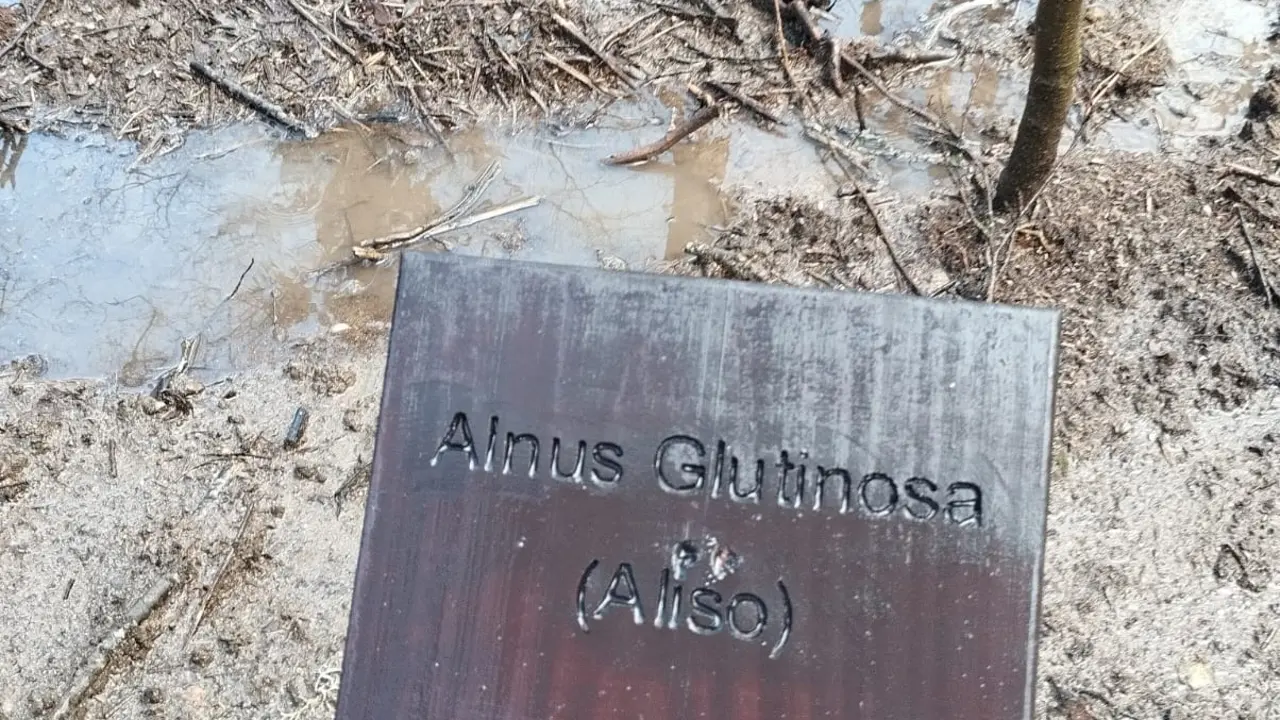 amieiro