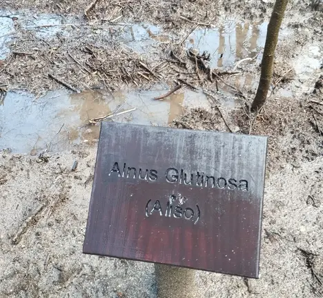 amieiro