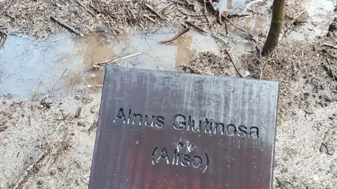 amieiro